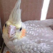 pedro