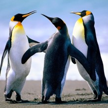 Cidad�o do Mundo