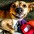 Doguinho raivoso