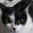 Foto do perfil de Lobbydon