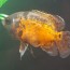 Foto do perfil de Isaac Pranas S� Jumbos