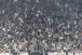 Placar do jogo do Corinthians: quais apostas se deram bem