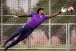 Goleiro do Corinthians garante estar 100% recuperado e relata como se sentiu em estreia no ano